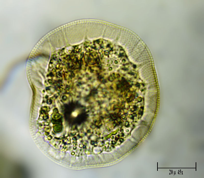 Tecameba quasi trasparente - cos'' ? [Arcella sp.]