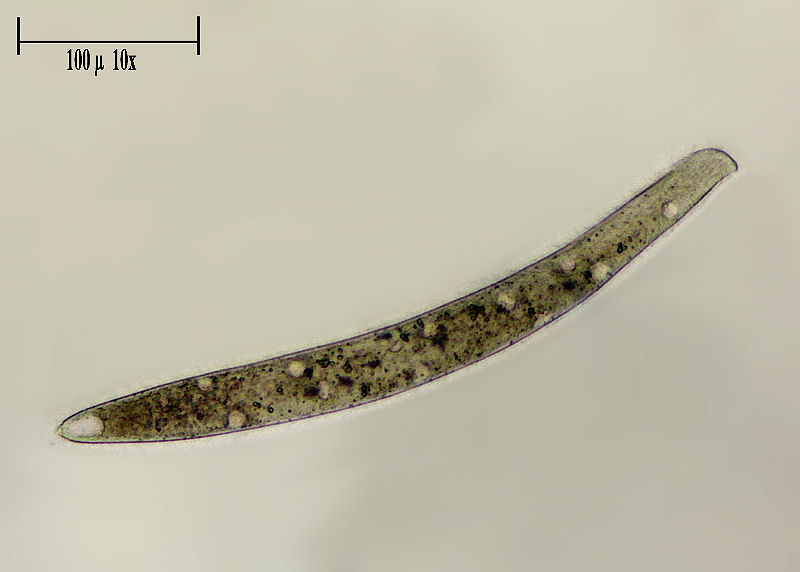 Homalozoon vermiculare