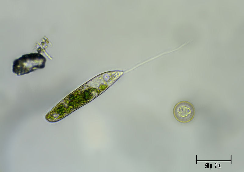 Euglena ???