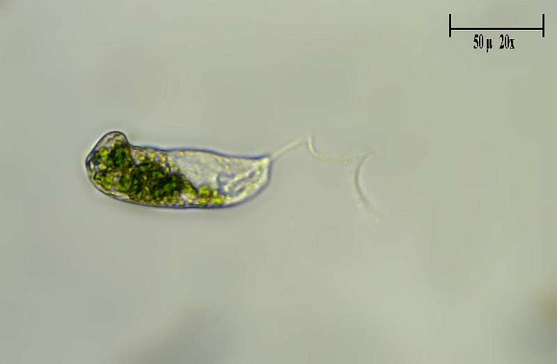 Euglena ???