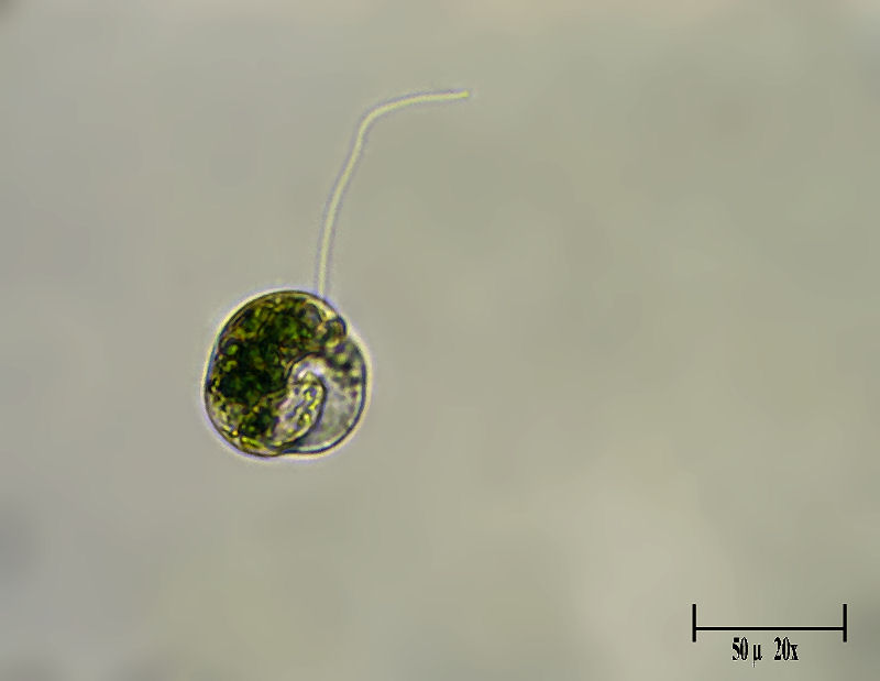 Euglena ???