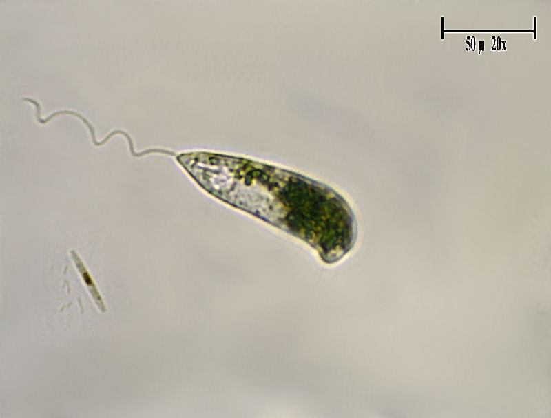 Euglena ???