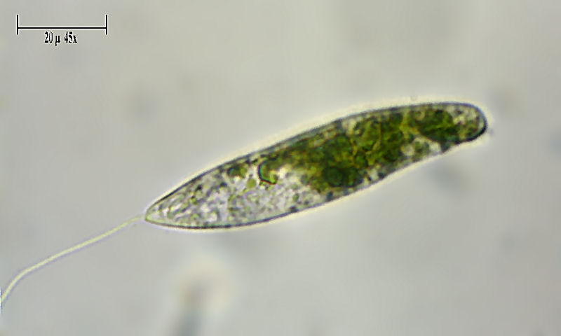 Euglena ???