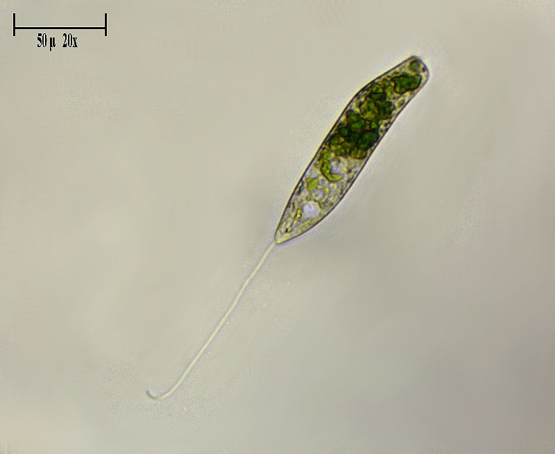 Euglena ???