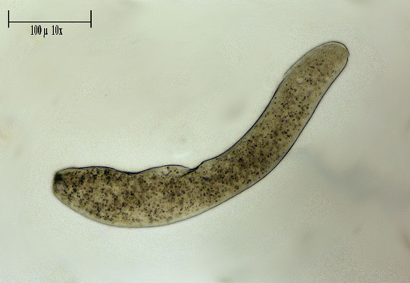 Homalozoon vermiculare