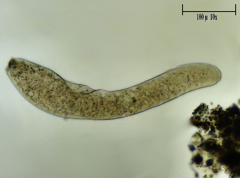 Homalozoon vermiculare