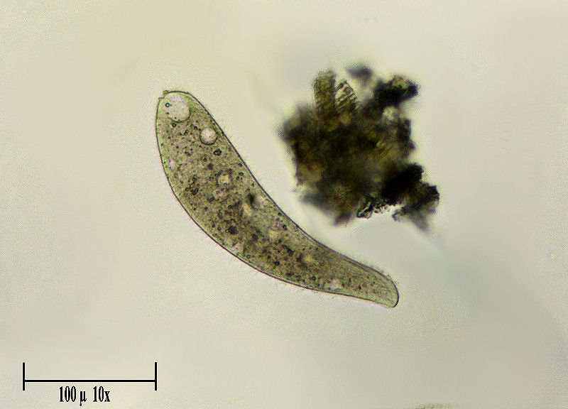 Homalozoon vermiculare