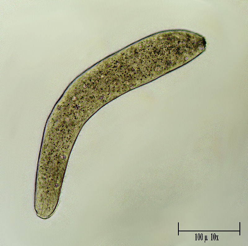 Homalozoon vermiculare