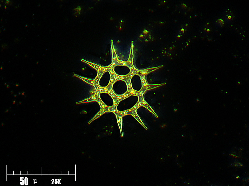 Pediastrum simplex   - campo oscuro