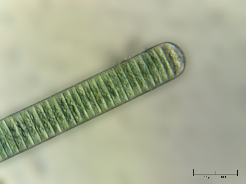 Oscillatoria sp.