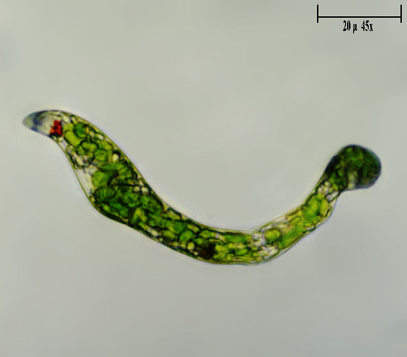 Euglena sp.