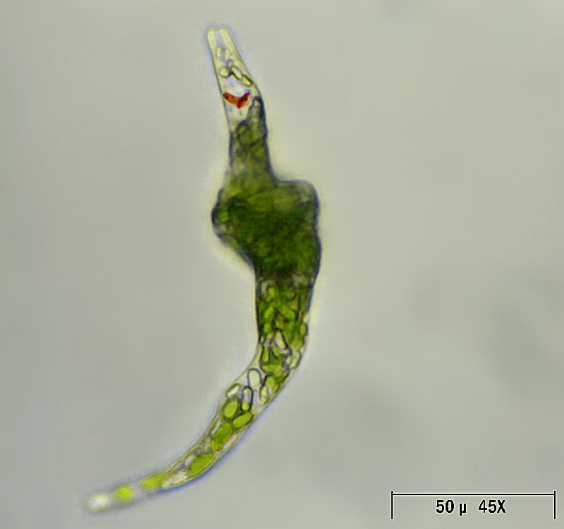 Euglena sp.