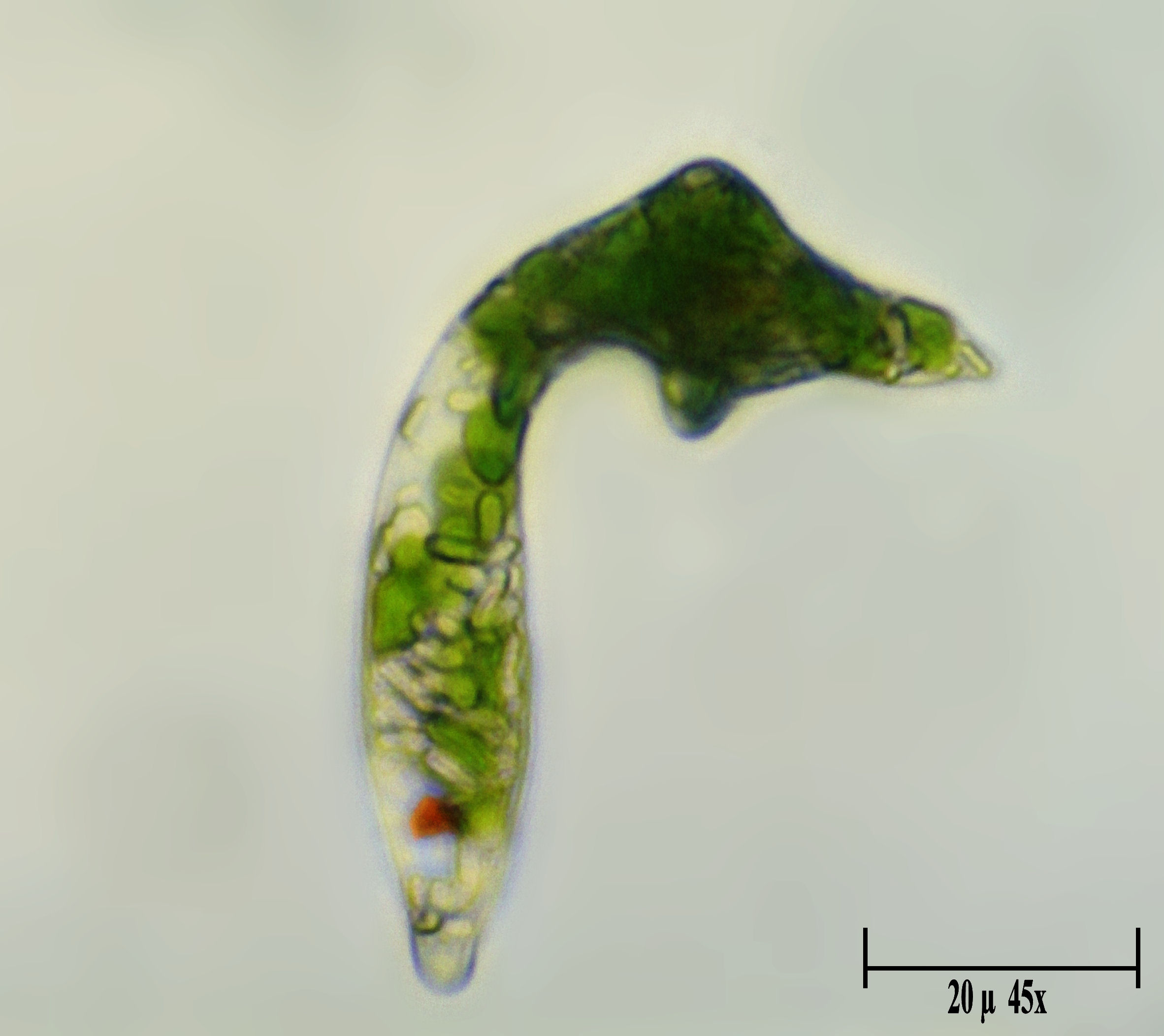 Euglena sp.