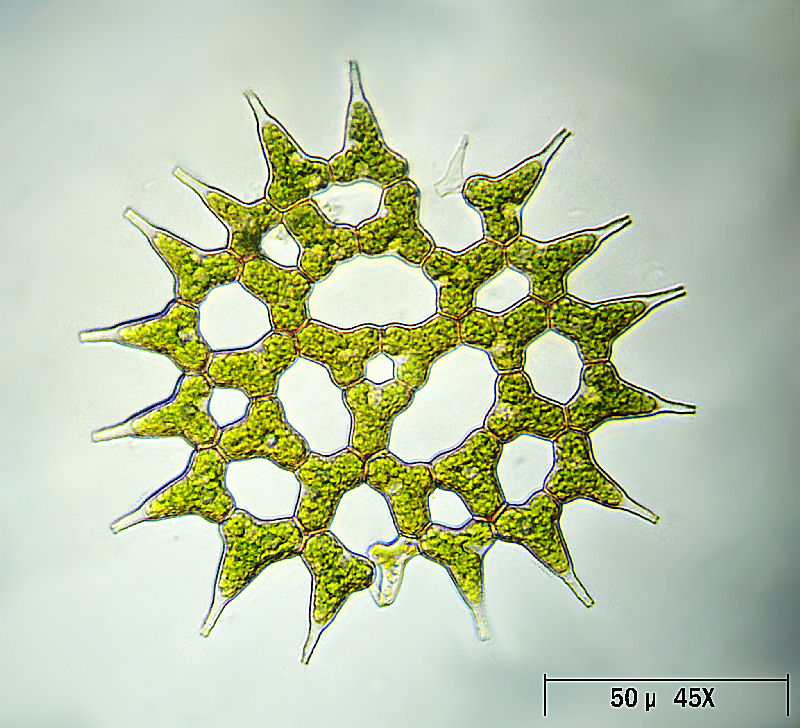 Pediastrum simplex