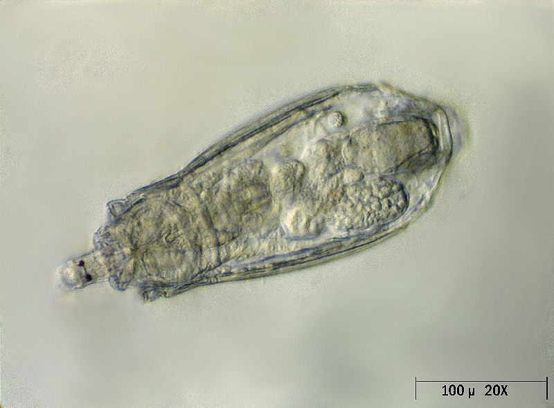 Rotaria sp.