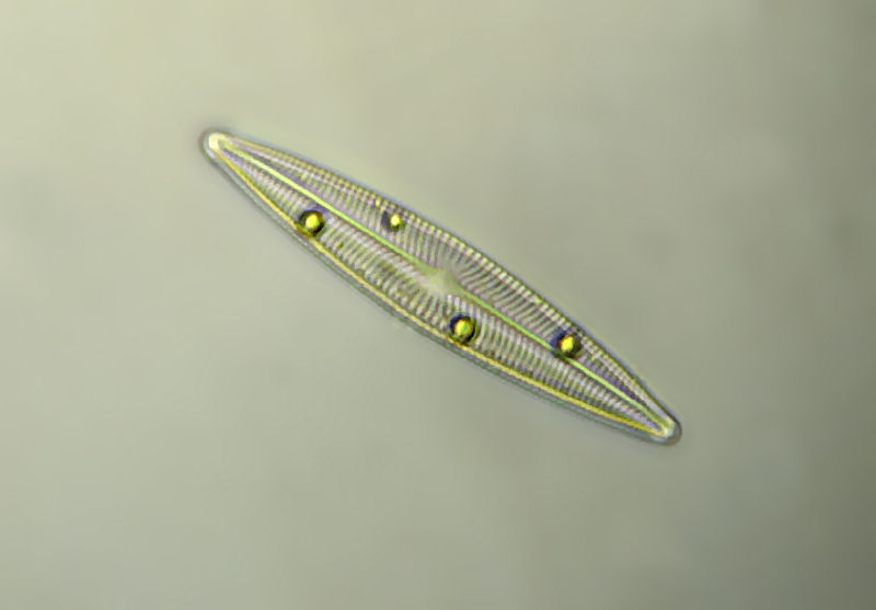 Navicula radiosa