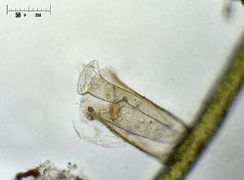 Thuricola sp. 2