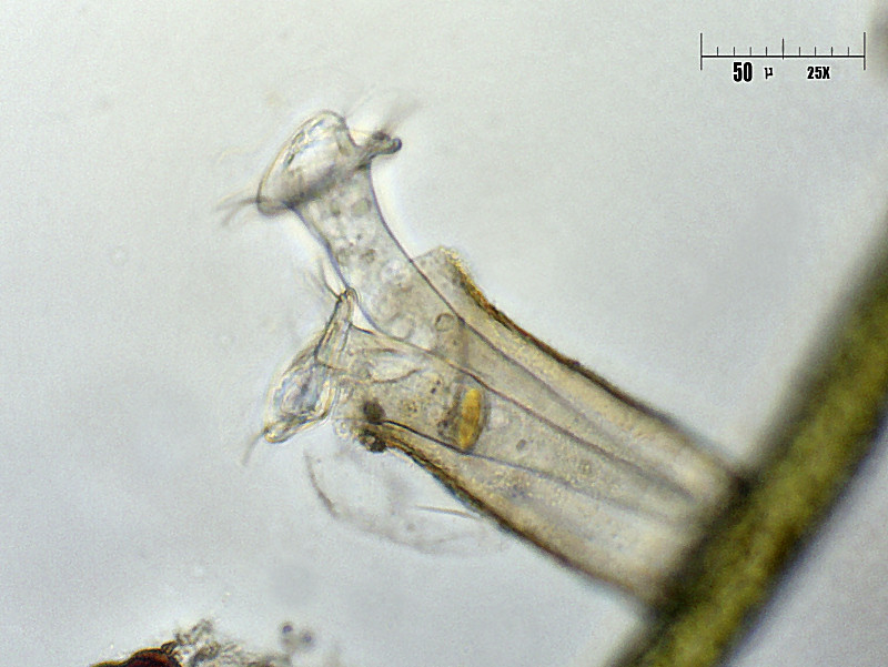 Thuricola sp. 2