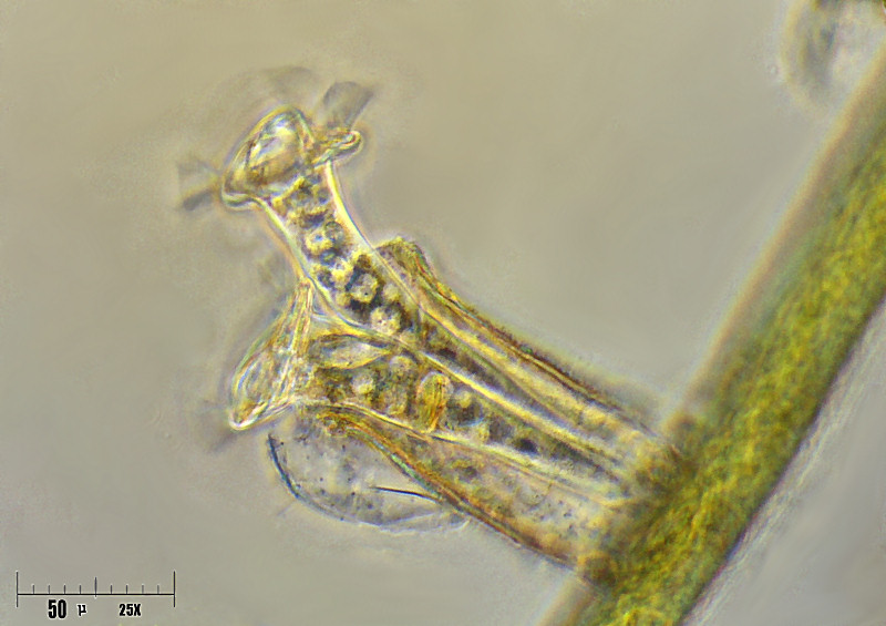 Thuricola sp.