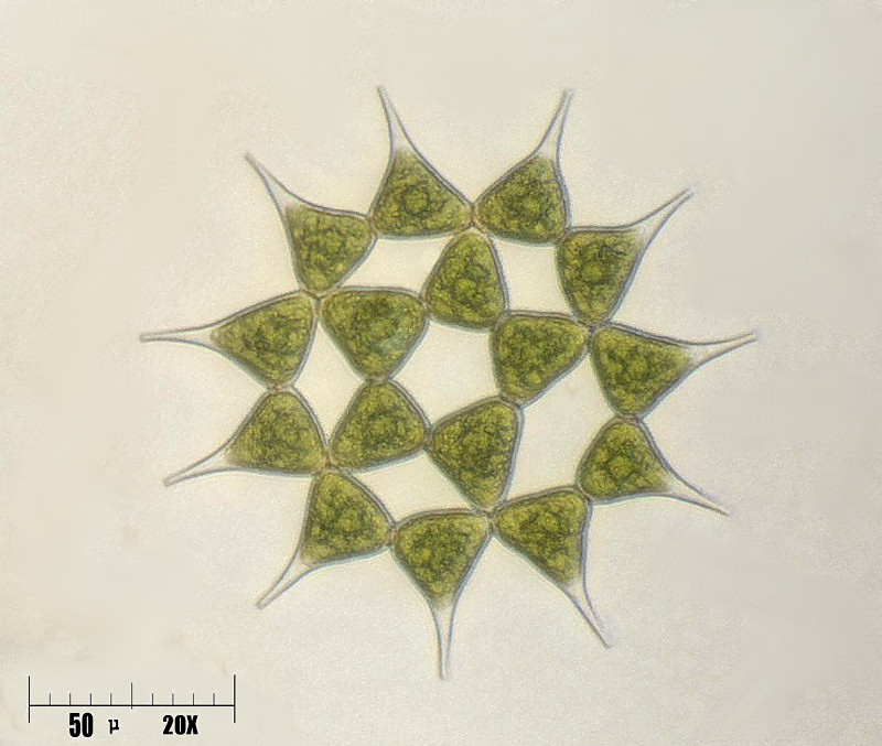 Pediastrum simplex