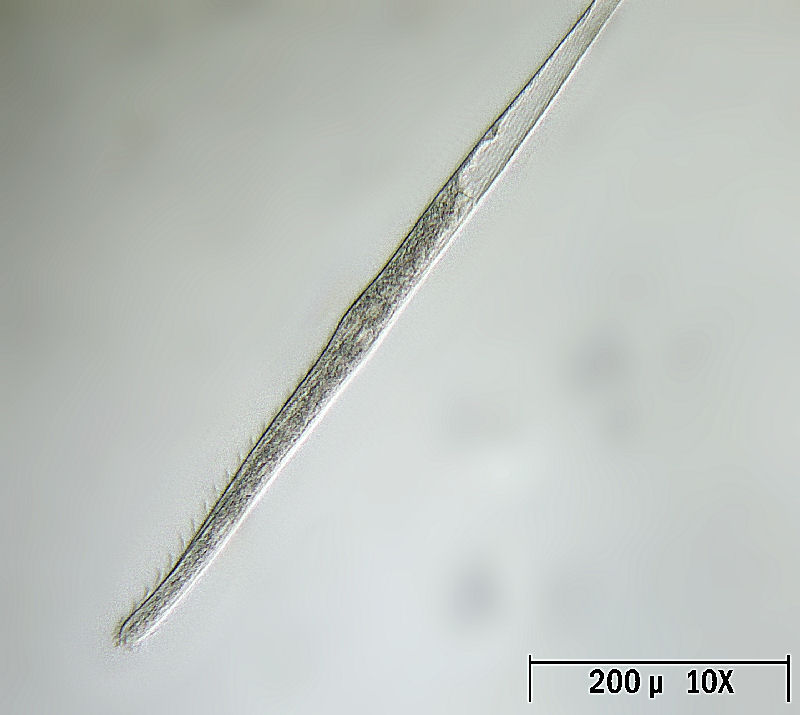 Spirostomum ambiguum