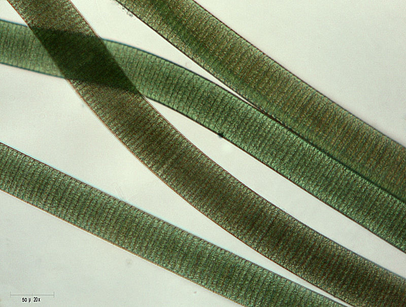 Oscillatoria sp.