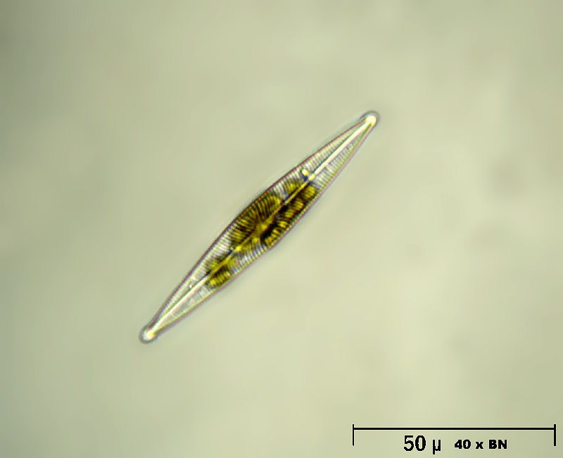 Navicula radiosa