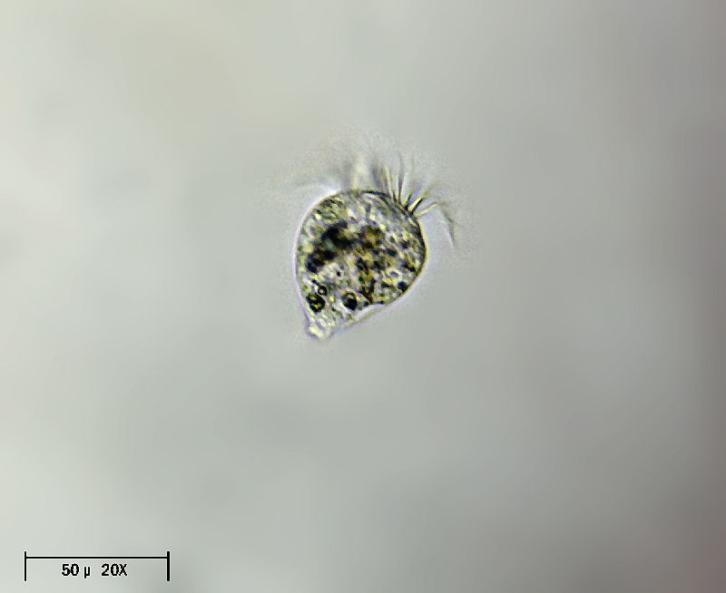 Strobilidium gyrans