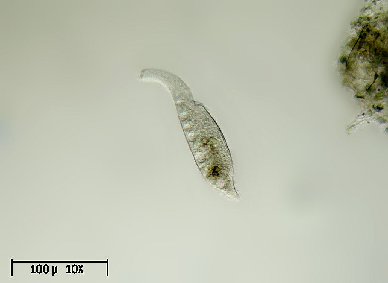 Dileptus sp.