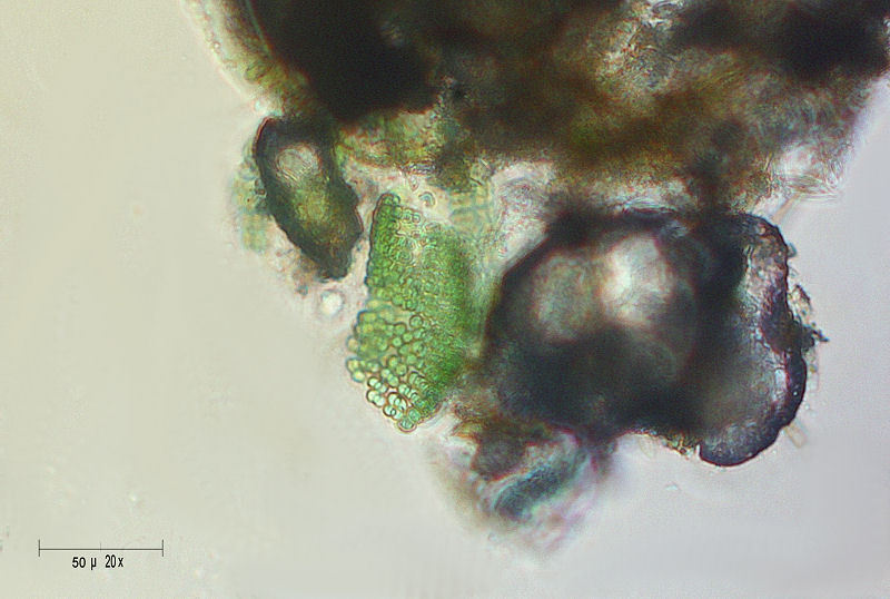 aiuto identificazione colonia alghe