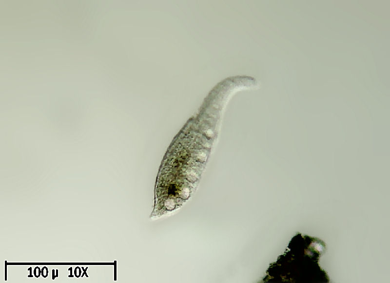 Dileptus sp.