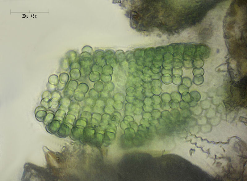 aiuto identificazione colonia alghe