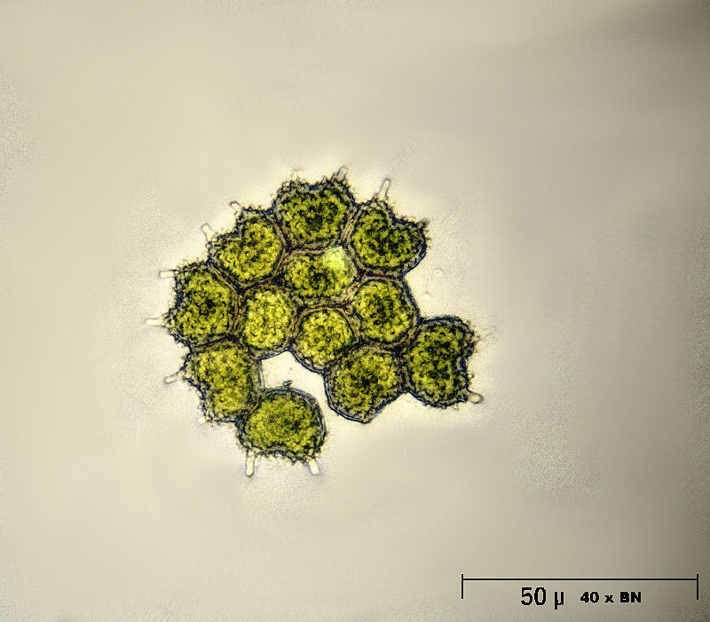 Pediastrum boryanum