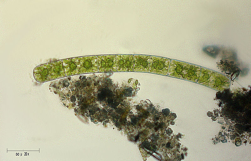 Zygnema sp.