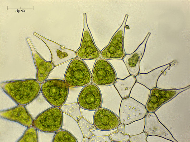 Pediastrum simplex