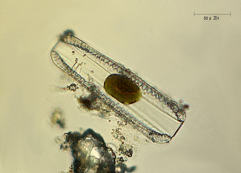 Surirella robusta