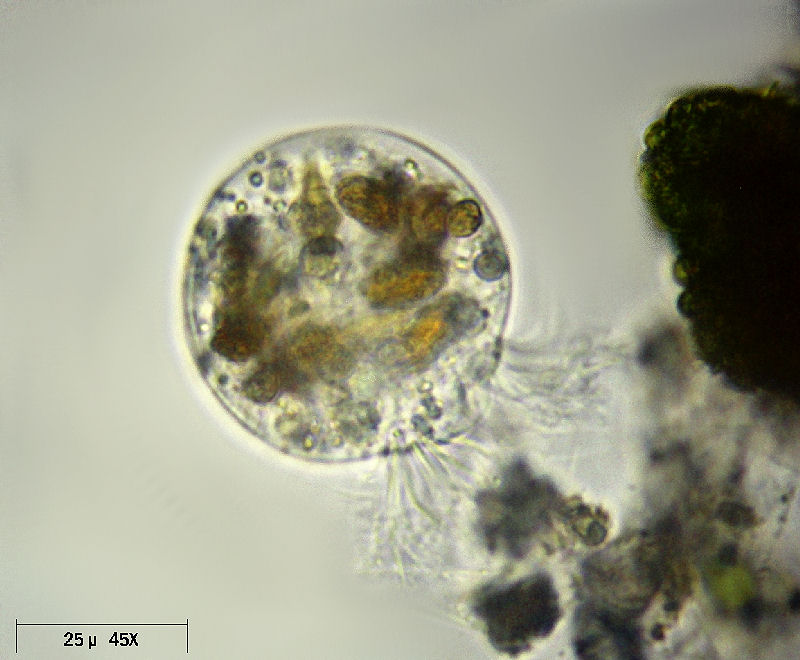 Strobilidium sp. o Halteria sp. ?   [ Askenasia sp.]