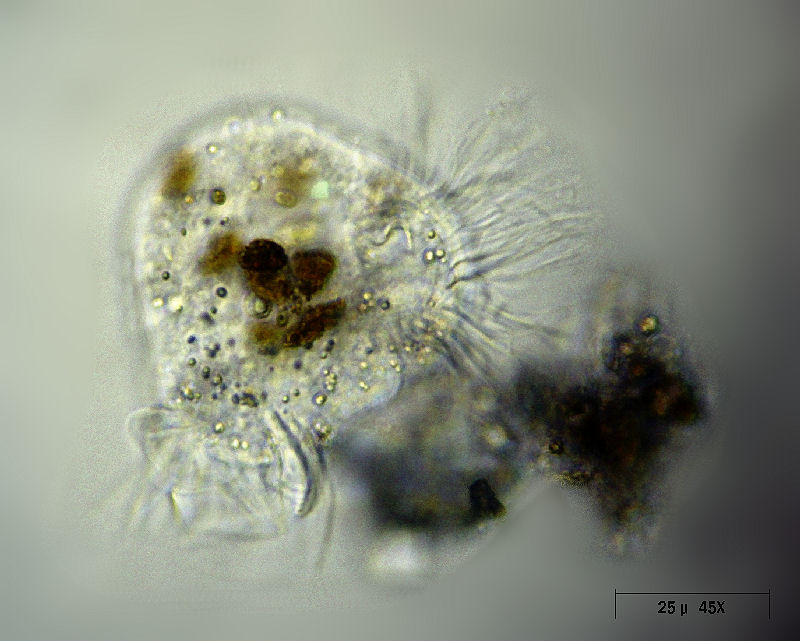 Strobilidium sp. o Halteria sp. ?   [ Askenasia sp.]