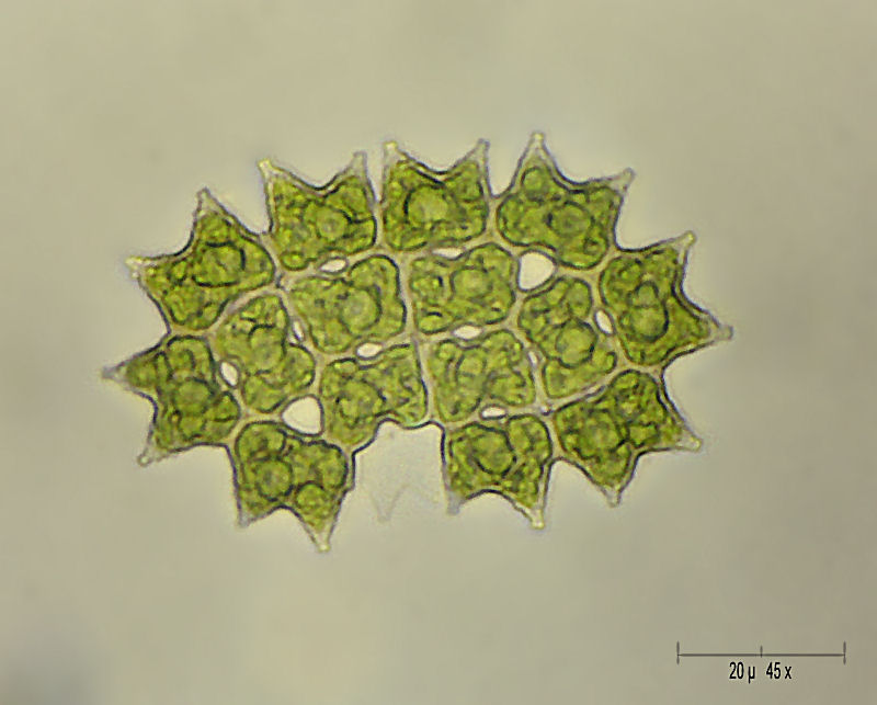 Pediastrum boryanum