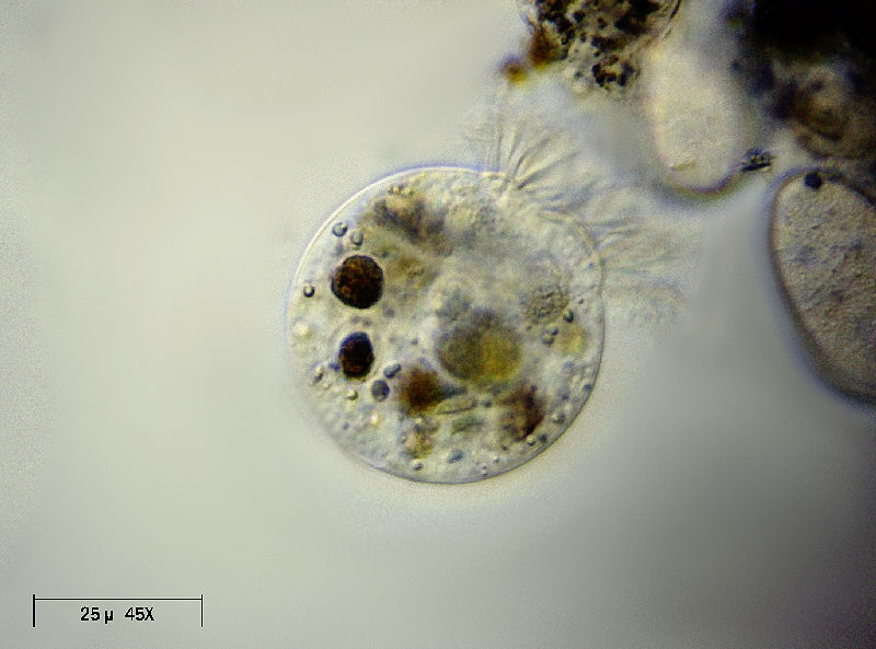 Strobilidium sp. o Halteria sp. ?   [ Askenasia sp.]