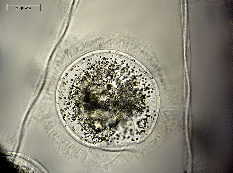 visto che siamo rimasti in due.....  Vorticella anch''io