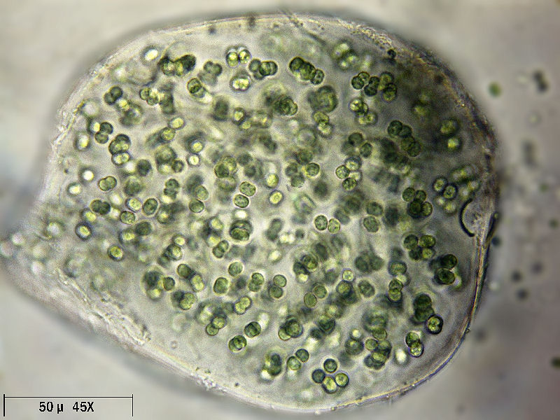 Sphaerocystis sp. ??