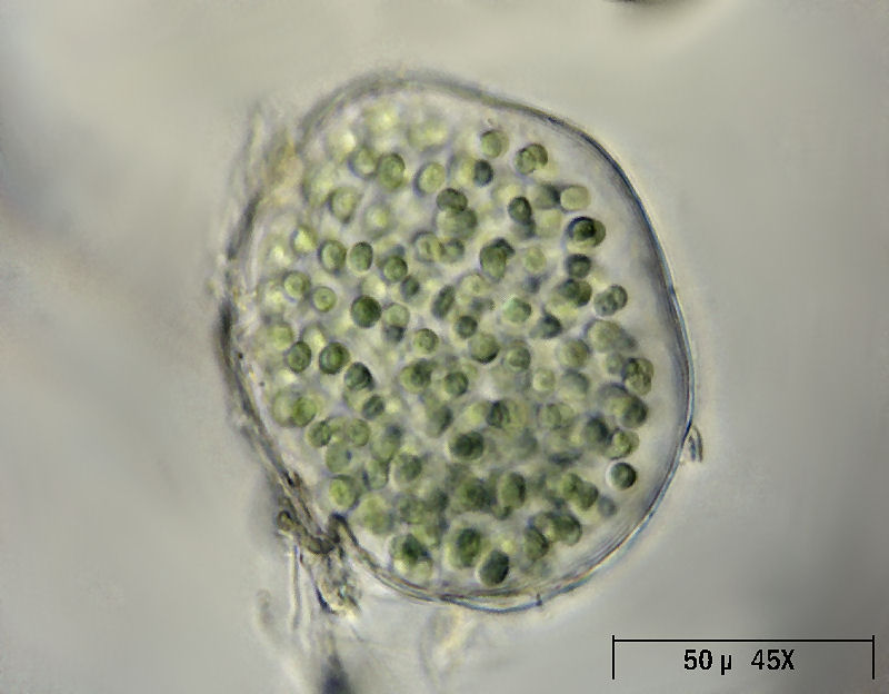 Sphaerocystis sp. ??