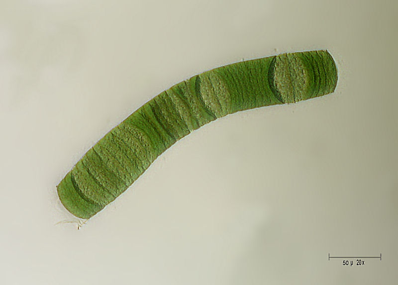 Oscillatoria sp.