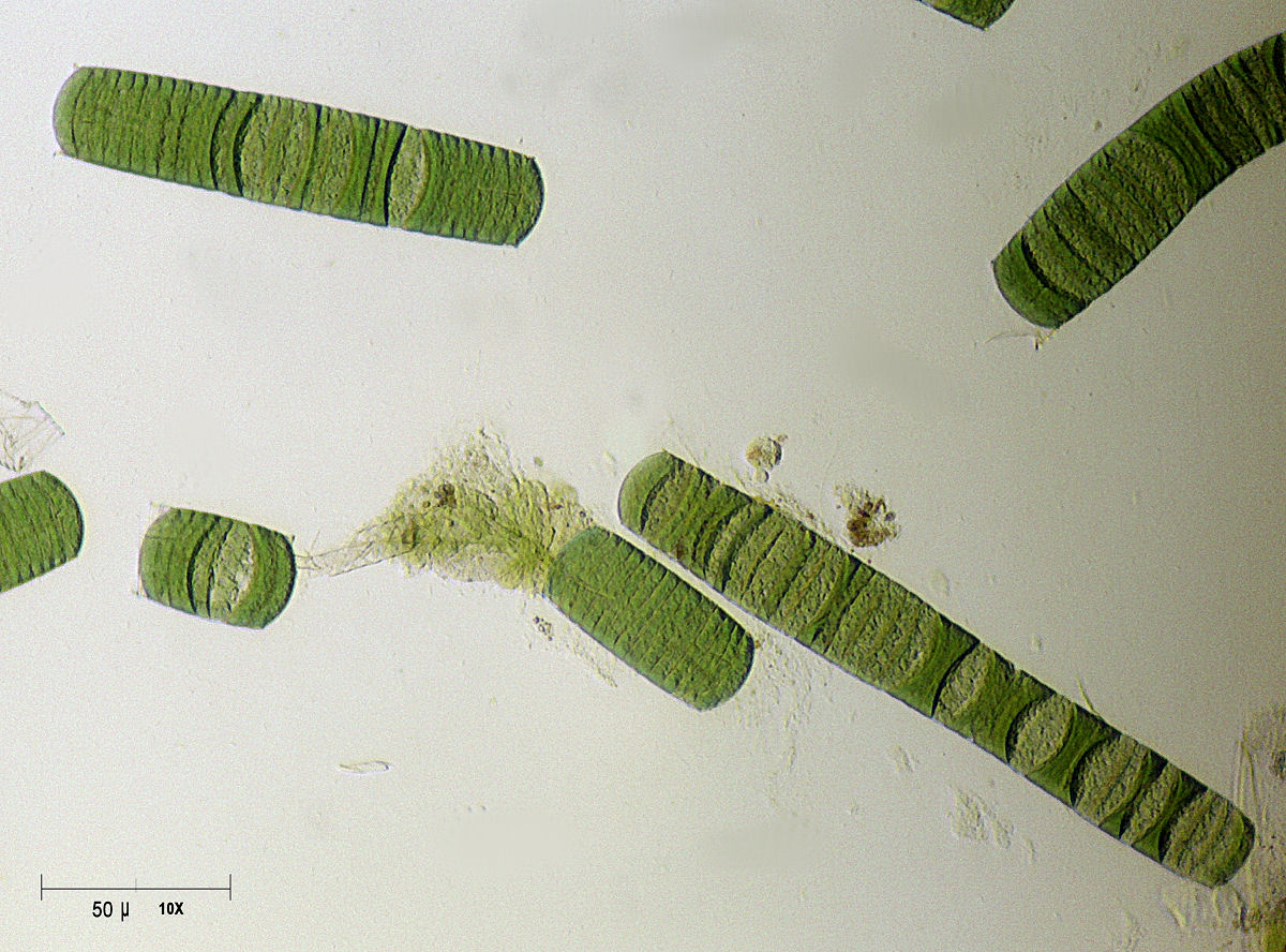 Oscillatoria sp.