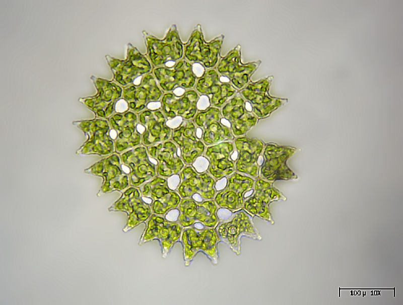 Pediastrum duplex