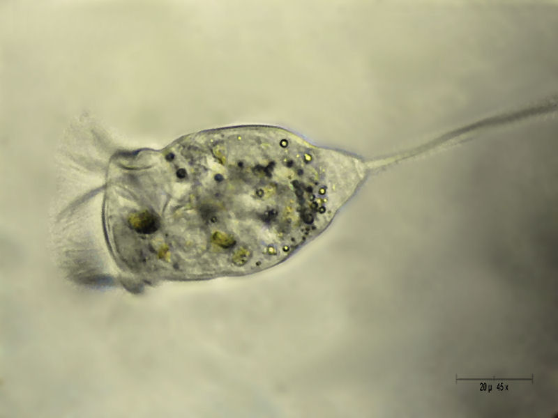 Vorticella sp.