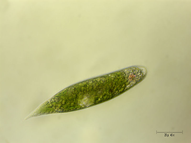 Euglena sp