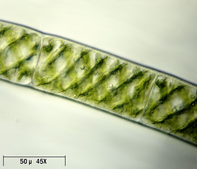 Spirogyra sp.