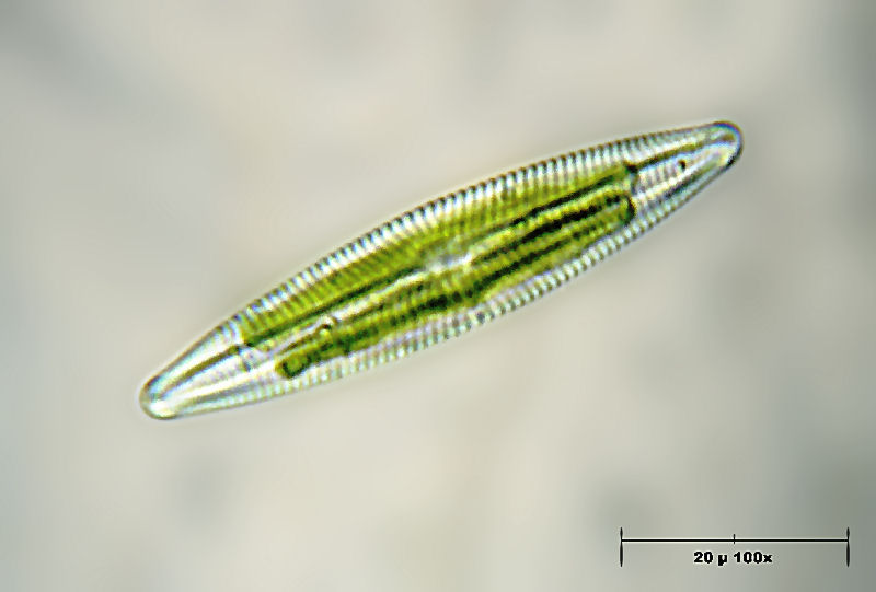 Navicula digitoradiata